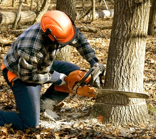 Tree Removal in Rena Lara, MS